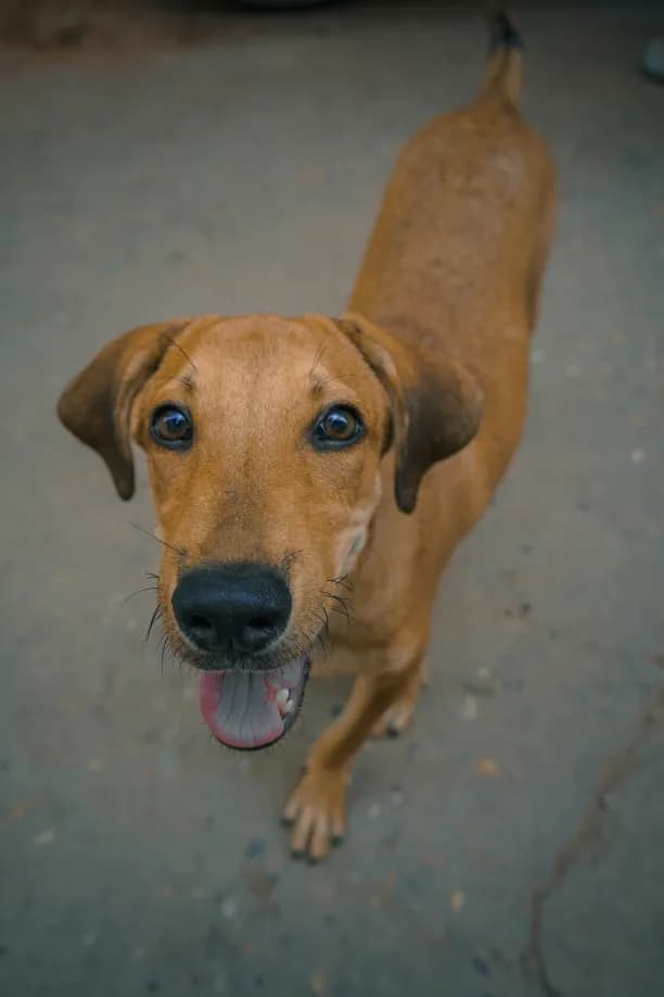 Original dog image